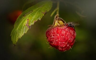 What Happens When Insects Meet 5G? ETAIN Takes a Closer Look